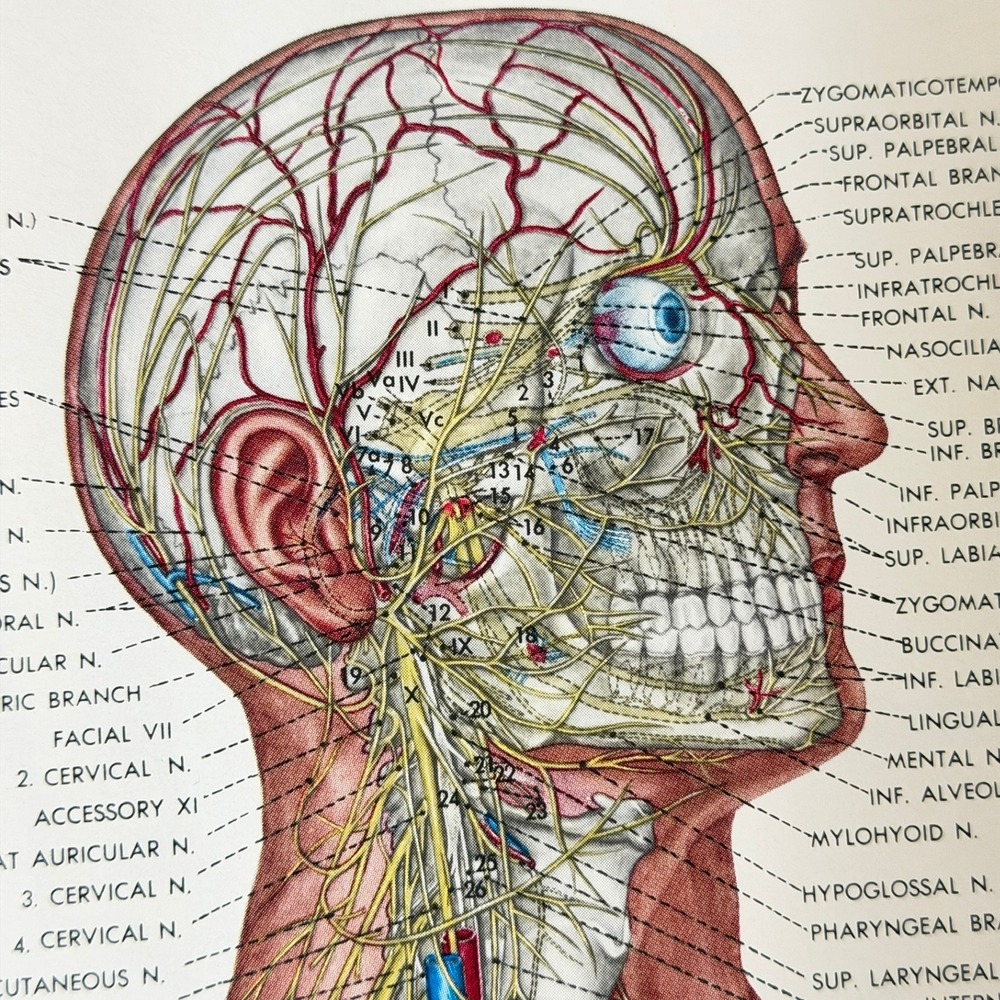 Anatomical Chart Co Vintage 80's Medical Posters Skeletal Nervous Muscular Set